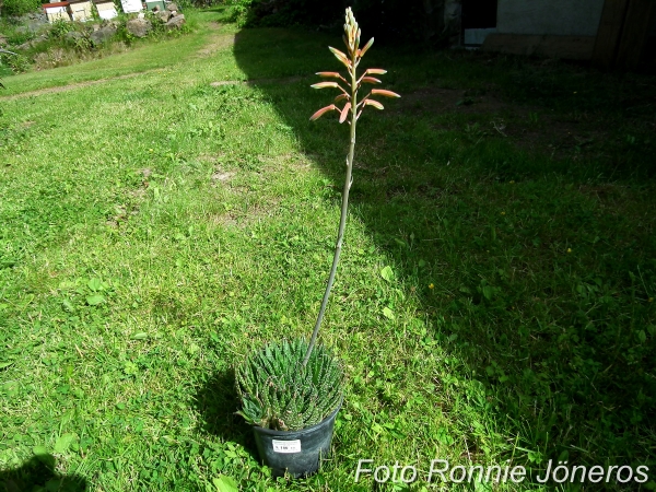 Aloe aristata